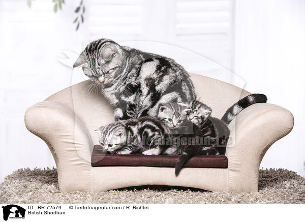 Britisch Kurzhaar / British Shorthair / RR-72579
