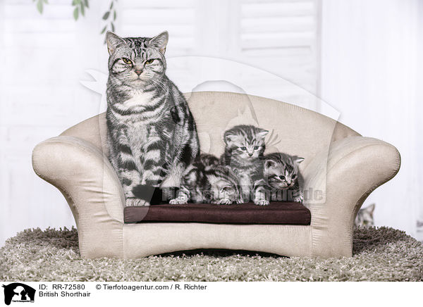 Britisch Kurzhaar / British Shorthair / RR-72580