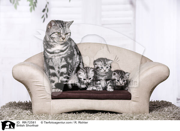 Britisch Kurzhaar / British Shorthair / RR-72581
