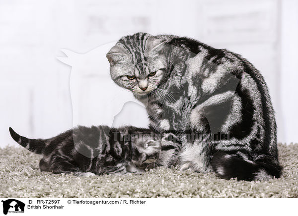 Britisch Kurzhaar / British Shorthair / RR-72597