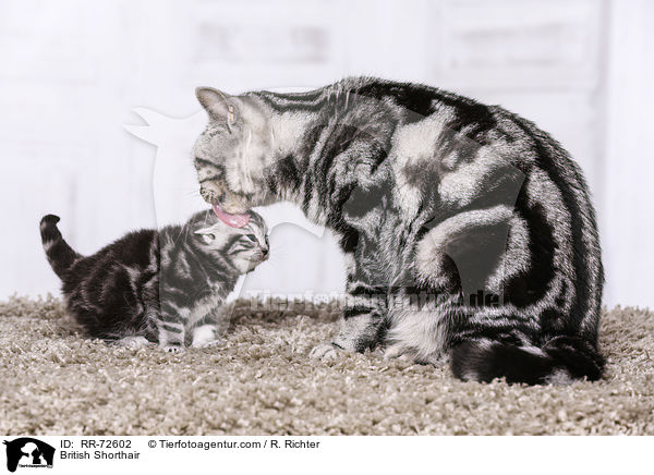 Britisch Kurzhaar / British Shorthair / RR-72602