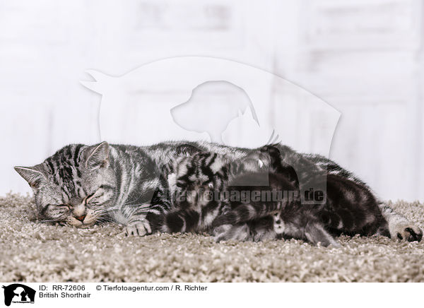 Britisch Kurzhaar / British Shorthair / RR-72606