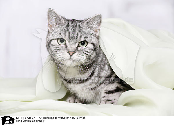 lying British Shorthair / RR-72627