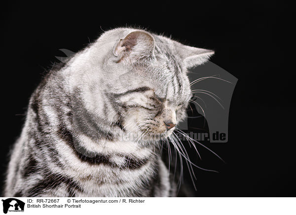 Britisch Kurzhaar Portrait / British Shorthair Portrait / RR-72667
