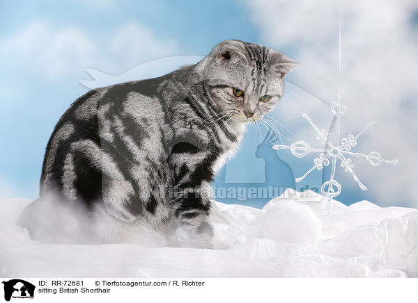 sitzende Britisch Kurzhaar / sitting British Shorthair / RR-72681