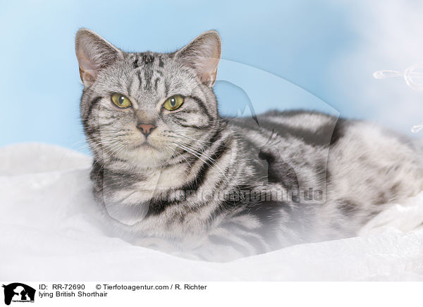 liegende Britisch Kurzhaar / lying British Shorthair / RR-72690