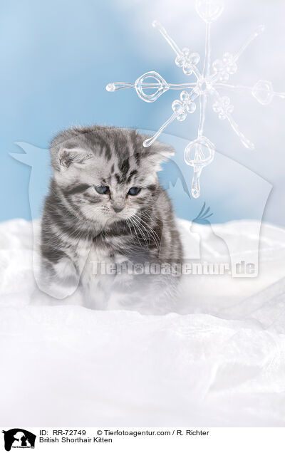 Britisch Kurzhaar Ktzchen / British Shorthair Kitten / RR-72749