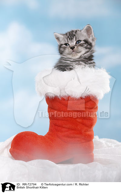 Britisch Kurzhaar Ktzchen / British Shorthair Kitten / RR-72794