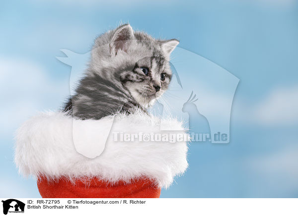 Britisch Kurzhaar Ktzchen / British Shorthair Kitten / RR-72795