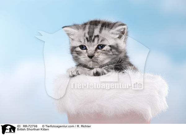 Britisch Kurzhaar Ktzchen / British Shorthair Kitten / RR-72798