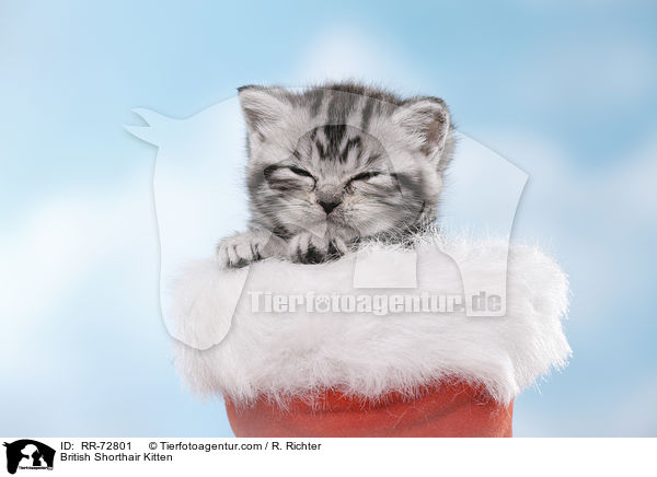 Britisch Kurzhaar Ktzchen / British Shorthair Kitten / RR-72801