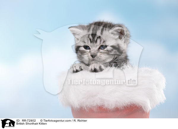 Britisch Kurzhaar Ktzchen / British Shorthair Kitten / RR-72802