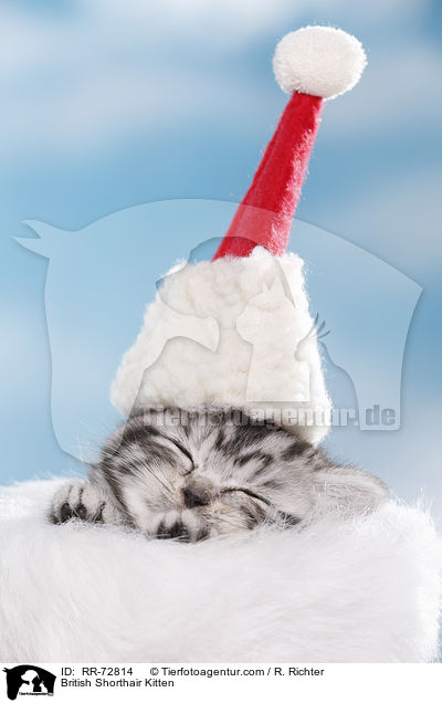 Britisch Kurzhaar Ktzchen / British Shorthair Kitten / RR-72814