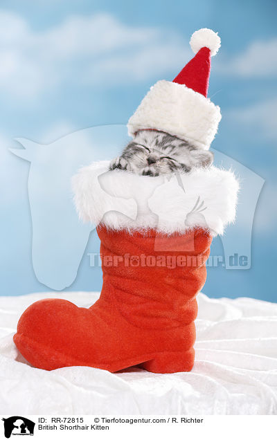 Britisch Kurzhaar K�tzchen / British Shorthair Kitten / RR-72815