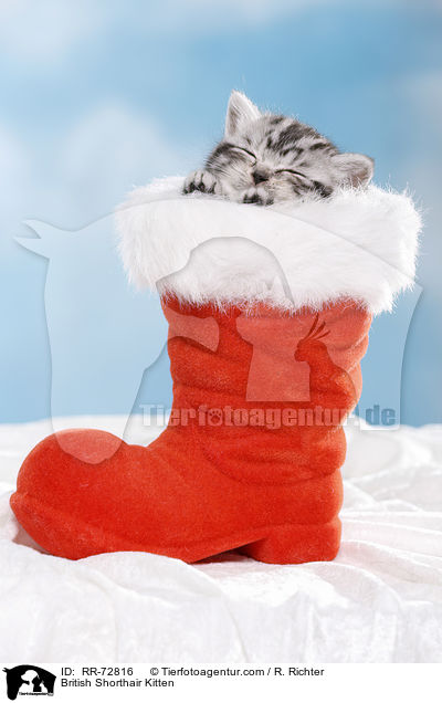 Britisch Kurzhaar Ktzchen / British Shorthair Kitten / RR-72816