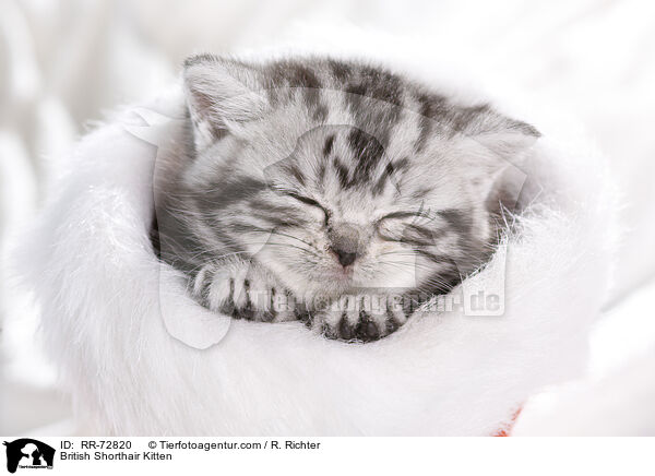 Britisch Kurzhaar Ktzchen / British Shorthair Kitten / RR-72820