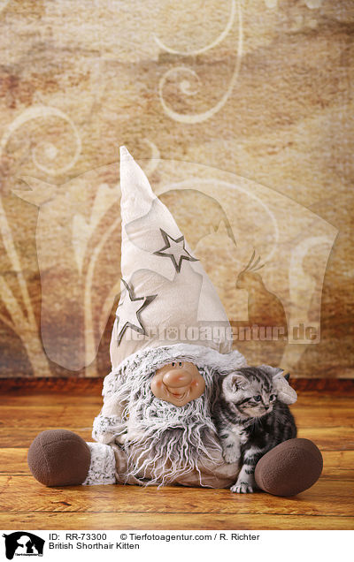 Britisch Kurzhaar K�tzchen / British Shorthair Kitten / RR-73300