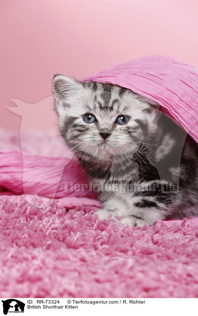 Britisch Kurzhaar Ktzchen / British Shorthair Kitten / RR-73324