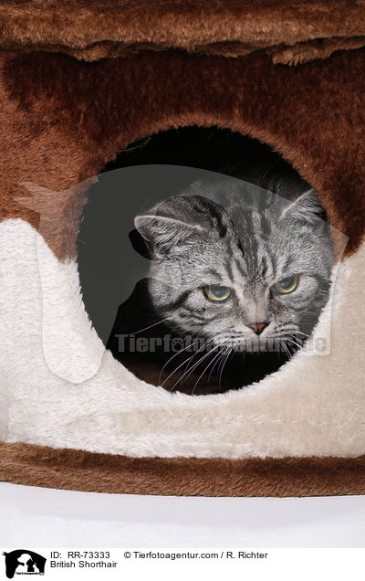 Britisch Kurzhaar / British Shorthair / RR-73333