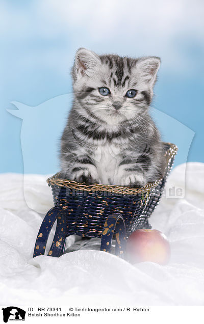 Britisch Kurzhaar Ktzchen / British Shorthair Kitten / RR-73341