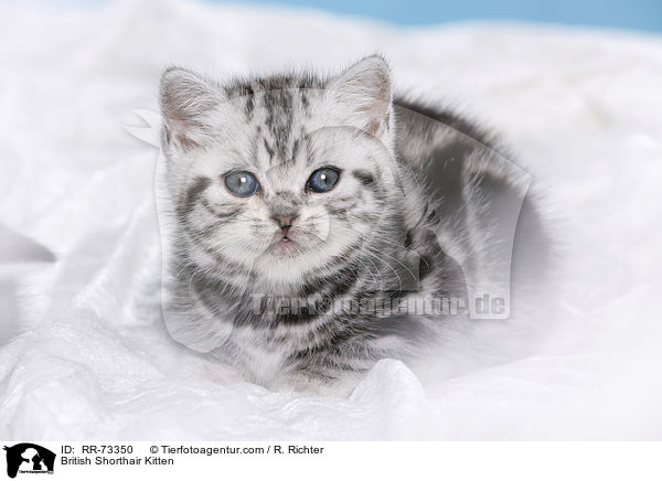 Britisch Kurzhaar Ktzchen / British Shorthair Kitten / RR-73350