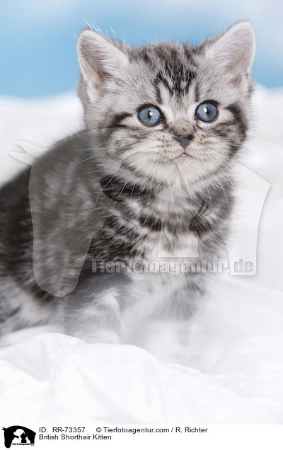 Britisch Kurzhaar Ktzchen / British Shorthair Kitten / RR-73357