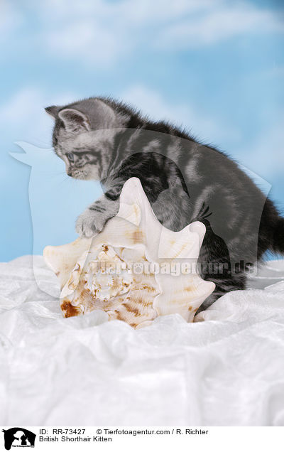 Britisch Kurzhaar Ktzchen / British Shorthair Kitten / RR-73427