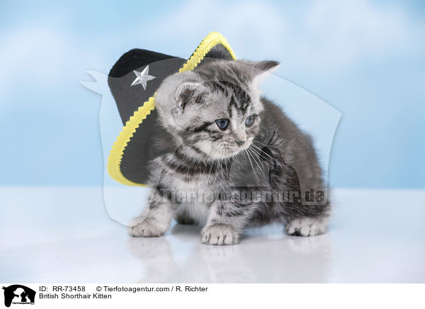 Britisch Kurzhaar Ktzchen / British Shorthair Kitten / RR-73458