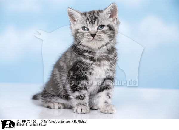Britisch Kurzhaar Ktzchen / British Shorthair Kitten / RR-73466