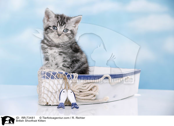 Britisch Kurzhaar Ktzchen / British Shorthair Kitten / RR-73481