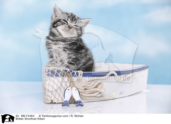 Britisch Kurzhaar Ktzchen / British Shorthair Kitten / RR-73483