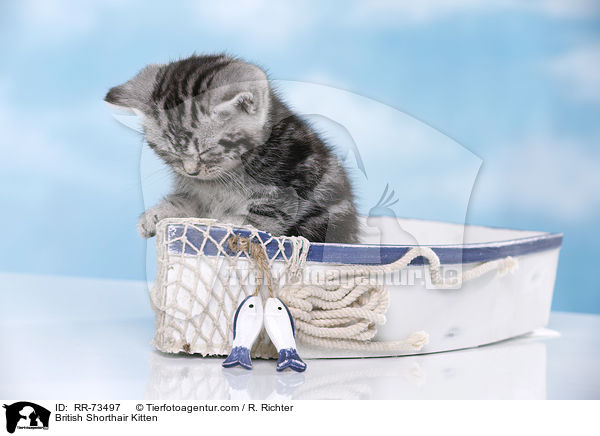 Britisch Kurzhaar Ktzchen / British Shorthair Kitten / RR-73497