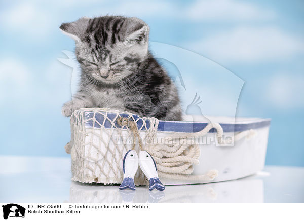 Britisch Kurzhaar Ktzchen / British Shorthair Kitten / RR-73500