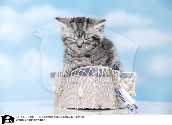 Britisch Kurzhaar Ktzchen / British Shorthair Kitten / RR-73501