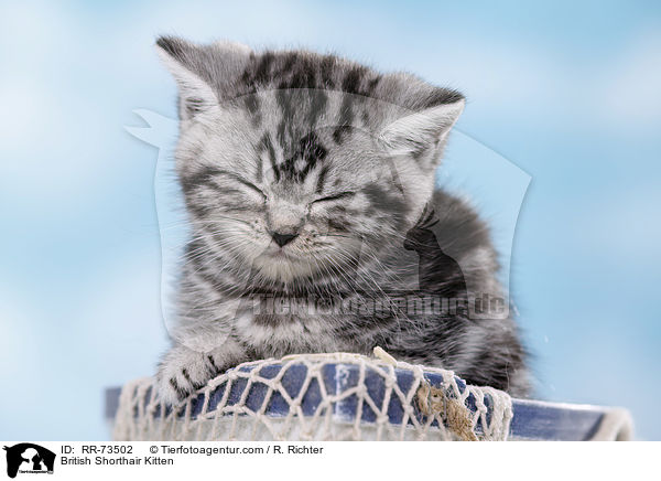 Britisch Kurzhaar Ktzchen / British Shorthair Kitten / RR-73502