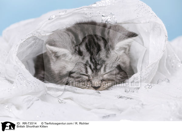 Britisch Kurzhaar Ktzchen / British Shorthair Kitten / RR-73514