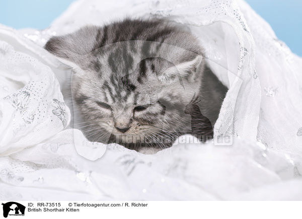 Britisch Kurzhaar Ktzchen / British Shorthair Kitten / RR-73515