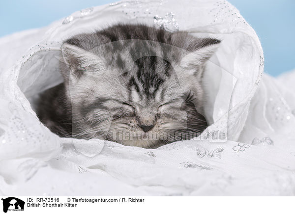 Britisch Kurzhaar Ktzchen / British Shorthair Kitten / RR-73516