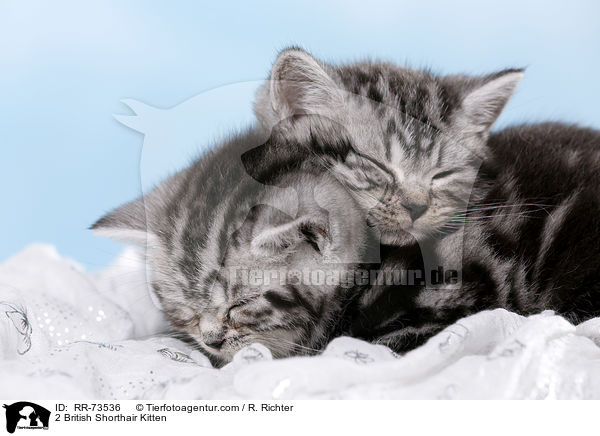2 Britisch Kurzhaar Ktzchen / 2 British Shorthair Kitten / RR-73536