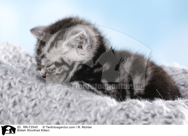 Britisch Kurzhaar Ktzchen / British Shorthair Kitten / RR-73545
