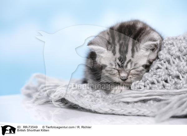 Britisch Kurzhaar Ktzchen / British Shorthair Kitten / RR-73549