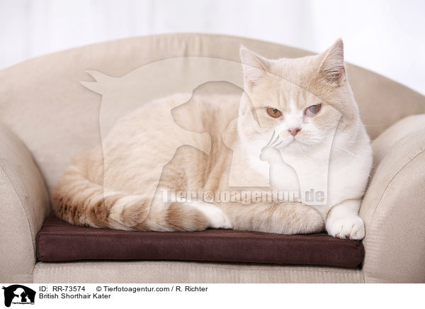 Britisch Kurzhaar tomcat / British Shorthair Kater / RR-73574