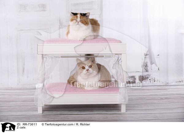 2 Katzen / 2 cats / RR-73611