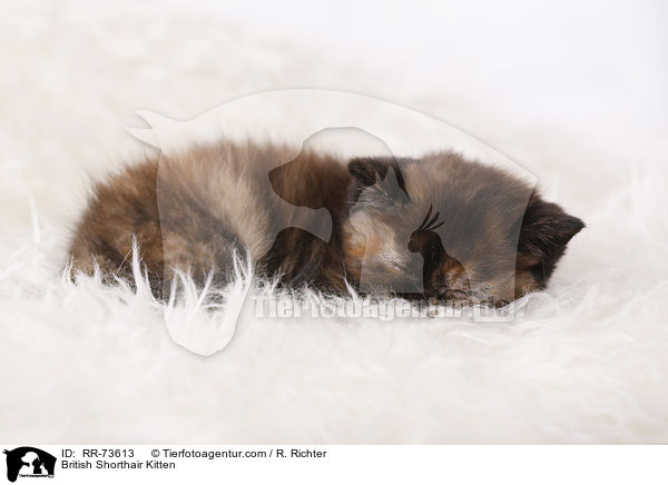Britisch Kurzhaar Ktzchen / British Shorthair Kitten / RR-73613