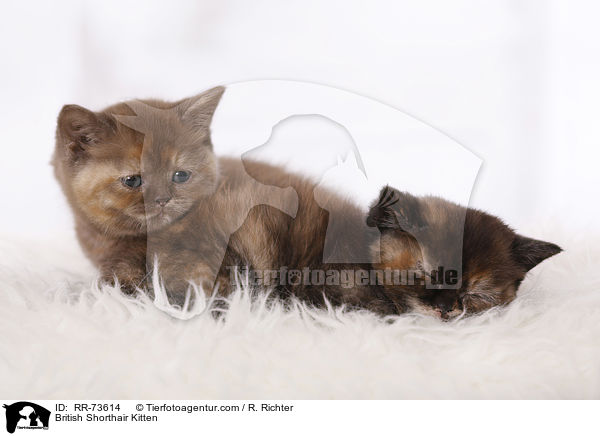Britisch Kurzhaar Ktzchen / British Shorthair Kitten / RR-73614