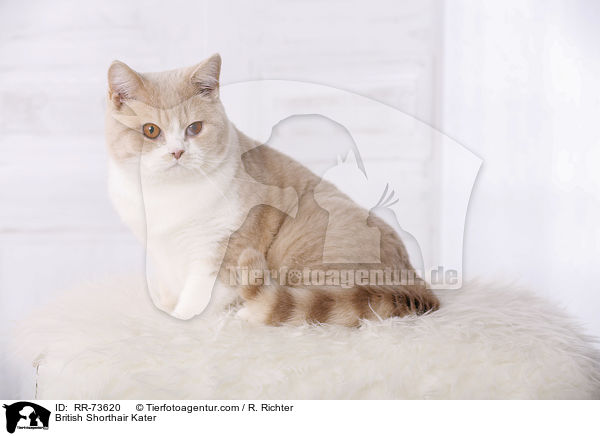 Britisch Kurzhaar tomcat / British Shorthair Kater / RR-73620