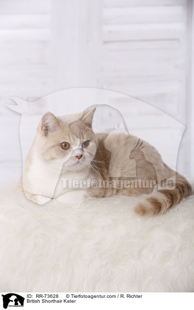 Britisch Kurzhaar tomcat / British Shorthair Kater / RR-73628