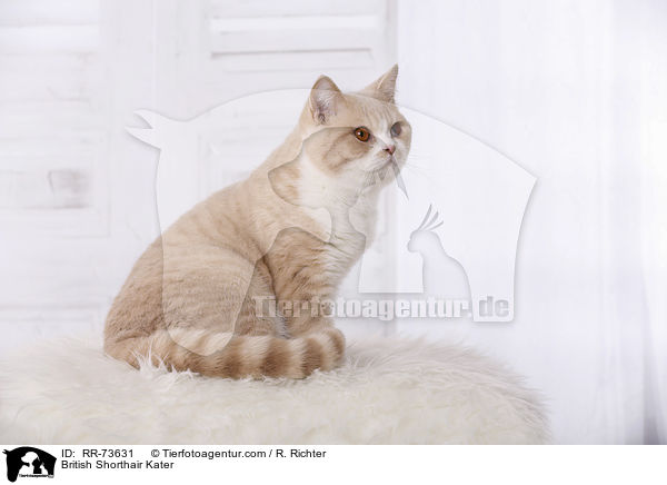 Britisch Kurzhaar tomcat / British Shorthair Kater / RR-73631