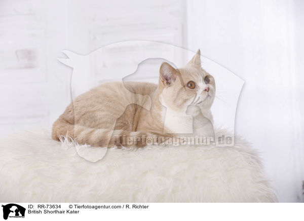 Britisch Kurzhaar tomcat / British Shorthair Kater / RR-73634