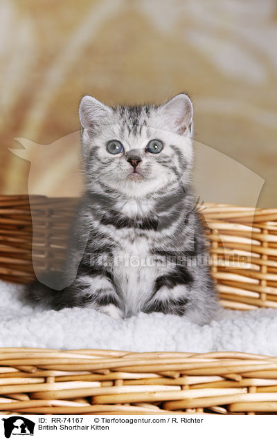 Britisch Kurzhaar Ktzchen / British Shorthair Kitten / RR-74167